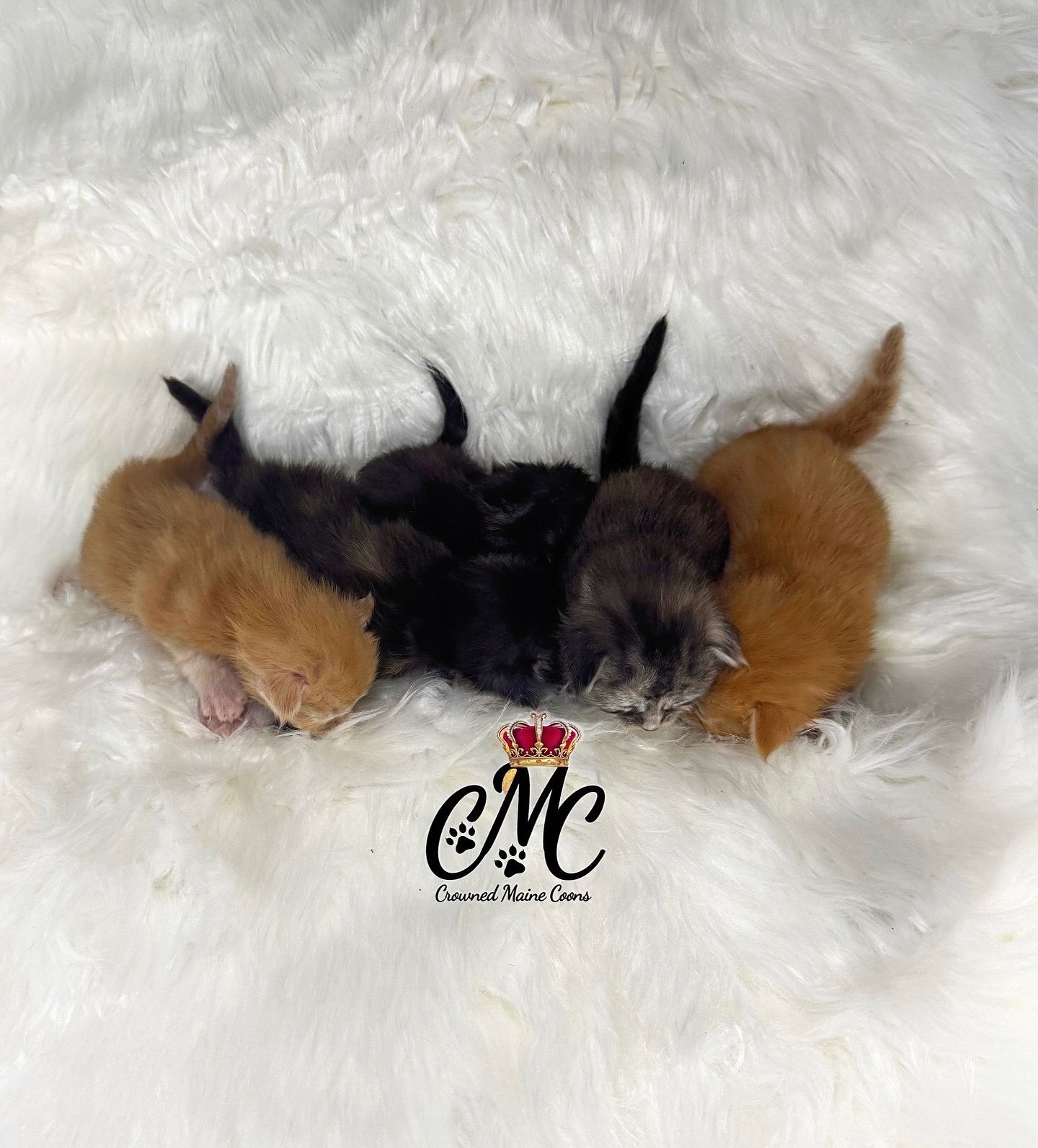 3 Males, 2 Females