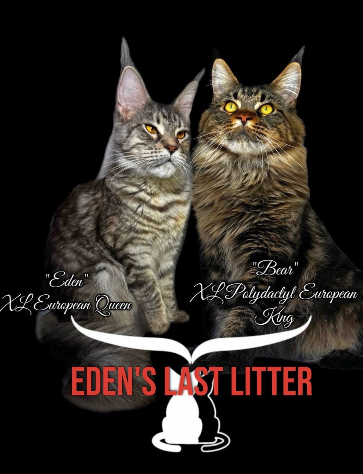 Eden X Bear