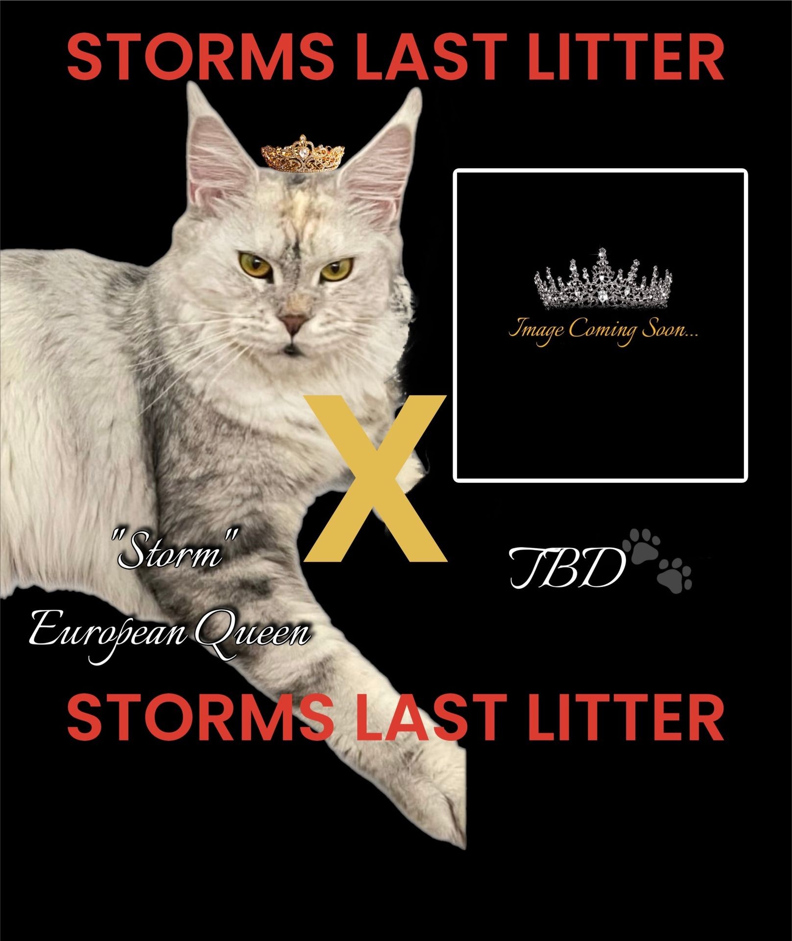 Storms last litter